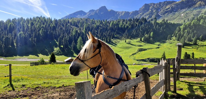 Randonnée équestre expérience dans les Dolomites - Caval&go