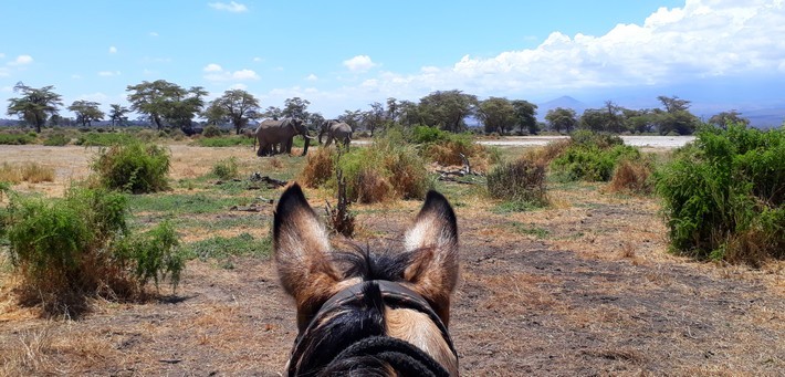 Safari à cheval sur les traces des éléphants du Kilimandjaro - Tanzanie - Caval&go