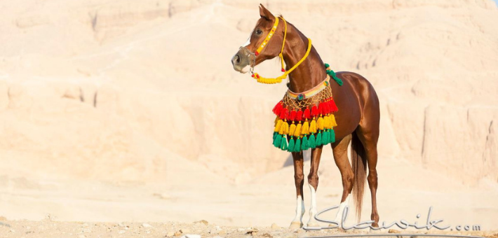 Randonnées à cheval en Egypte : Pyramides, Pharaons, Mer Rouge - Caval&go