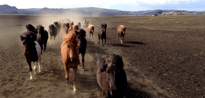 Randonnée équestre en Islande