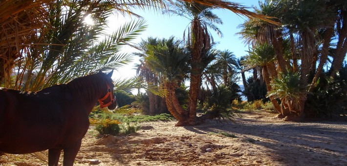 Rando à cheval au Maroc dans les jardins secrets du désert - Caval&go