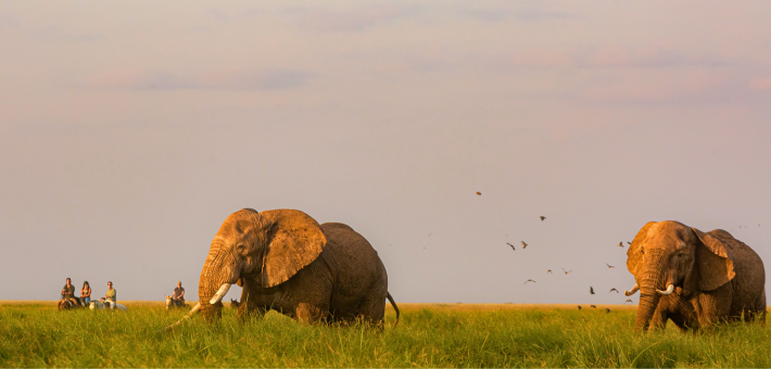 Safari à cheval sur les traces des éléphants du Kilimandjaro - Tanzanie - Caval&go