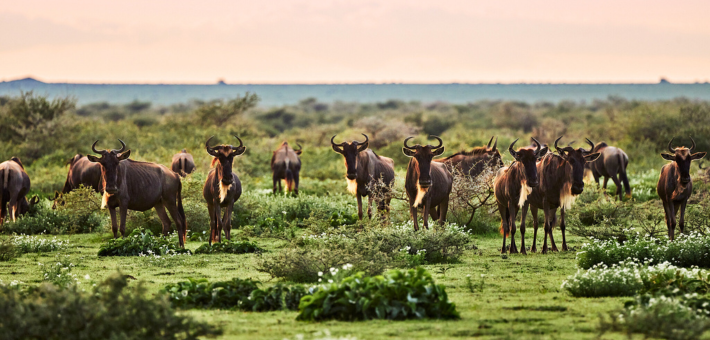 La grande migration du Serengeti à cheval en Tanzanie - Caval&go