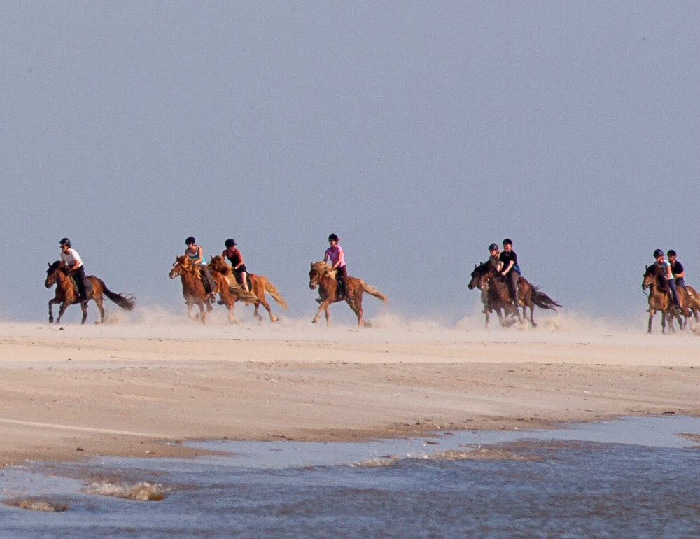 Randonnée équestre à la découverte des îles de la mer de Wadden au Danemark