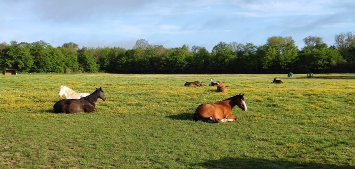 Week-end à cheval en forêt de Fontainebleau - Caval&go