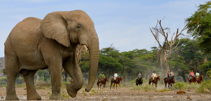 Safari à cheval sur les traces des éléphants du Kilimandjaro - Tanzanie - Caval&go