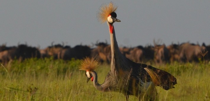 Safari à cheval sur les traces des éléphants du Kilimandjaro - Tanzanie - Caval&go