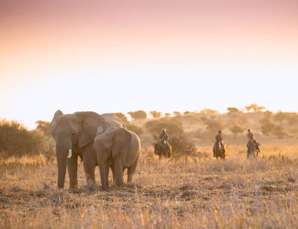 Safari à cheval au Botswana, immersion en terre sauvage d'Afrique