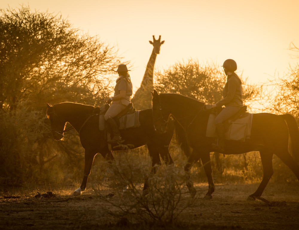 Safari exploration des richesses de l'Afrique du Sud et du Botswana