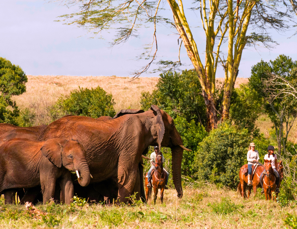 Aux confins de l'Afrique : safari à cheval et multi-activités en Lodge au Kenya