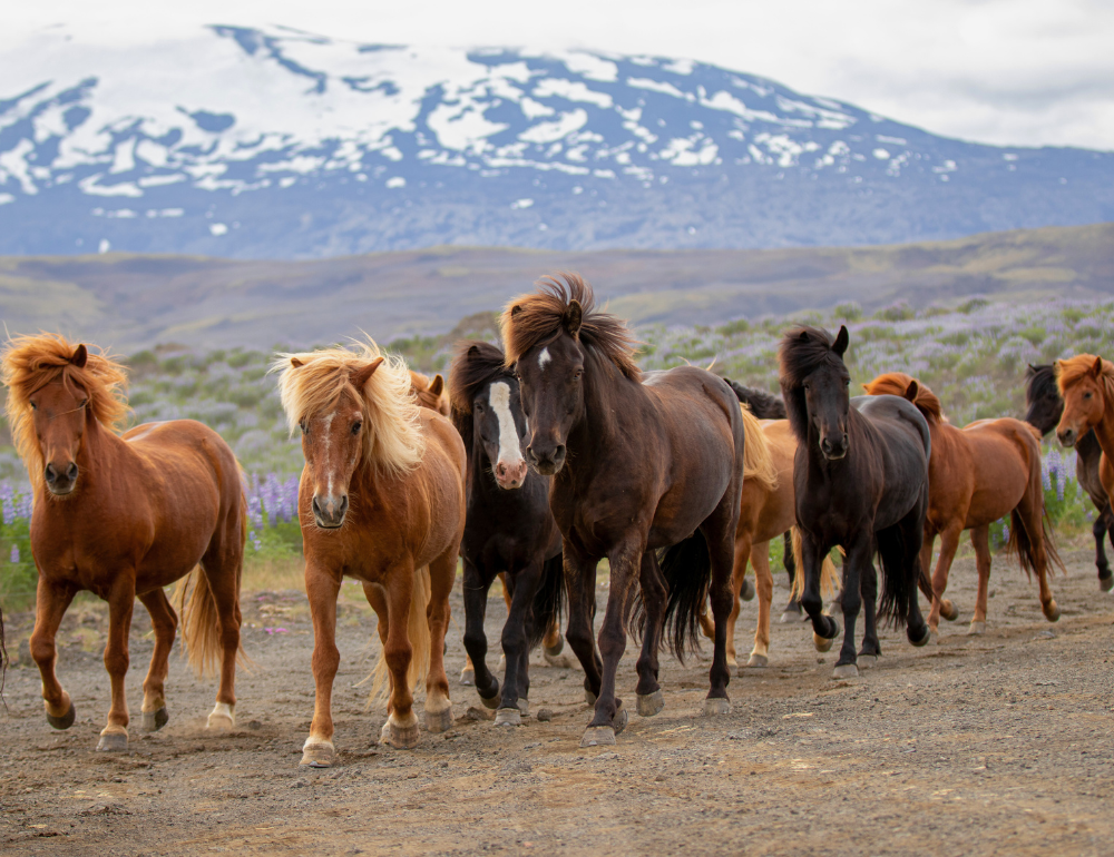 Randonnée équestre et convoyage de chevaux à travers le sud sauvage de l'Islande