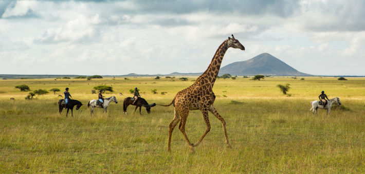 Safari équestre et multi activités en lodge de luxe au pied du Kilimandjaro - Caval&go