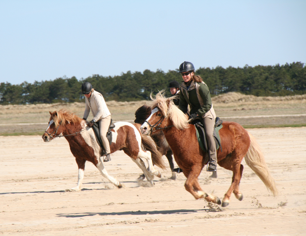 Séjour équestre pour tous à la découverte du cheval Islandais sur l’île de Rømø