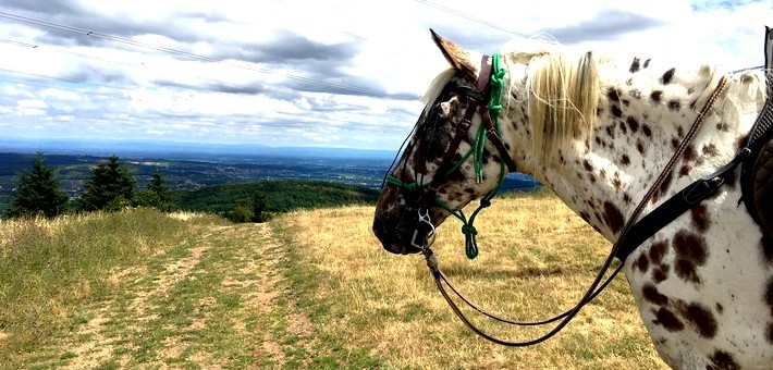 Randonnée à cheval aux pays Beaujolais et Mâconnais - Caval&go