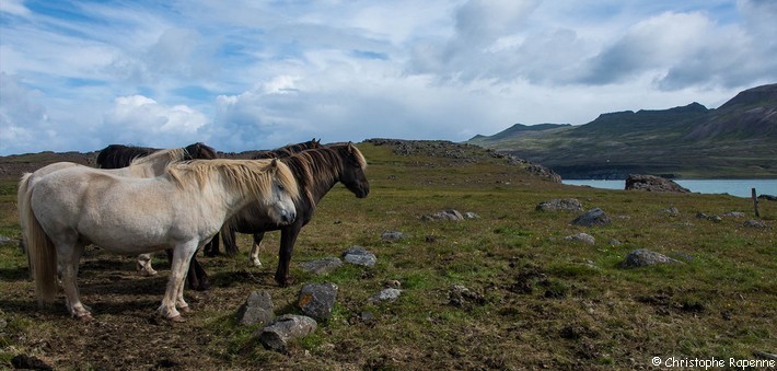 Randonnée équestre en Islande - Caval&go