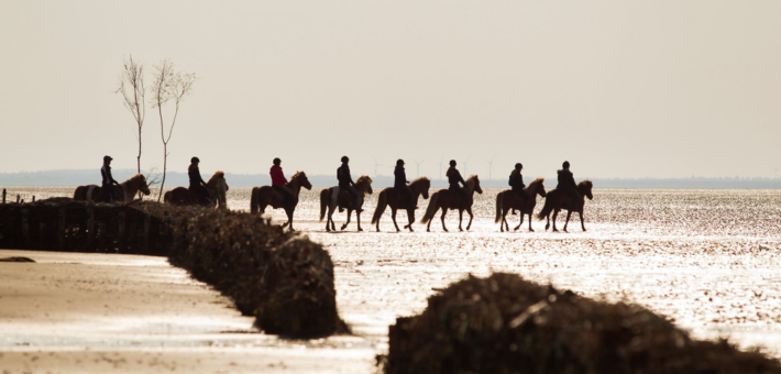 Randonnée équestre à la découverte des îles de la mer de Wadden au Danemark - Caval&go