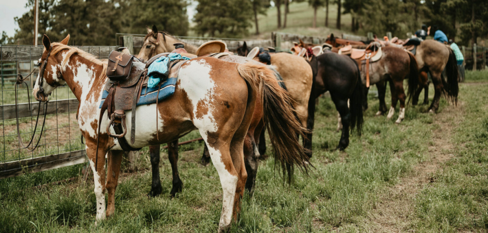 Ranch de travail et équitation western au Wyoming - Caval&go