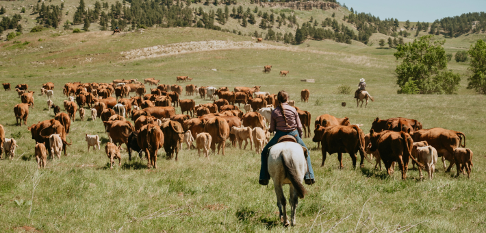 Ranch de travail et équitation western au Wyoming - Caval&go