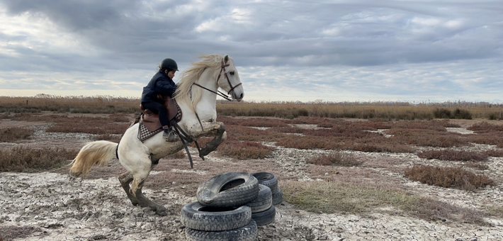 Séjour immersif en Camargue entre tri de bétail et traditions - Caval&go