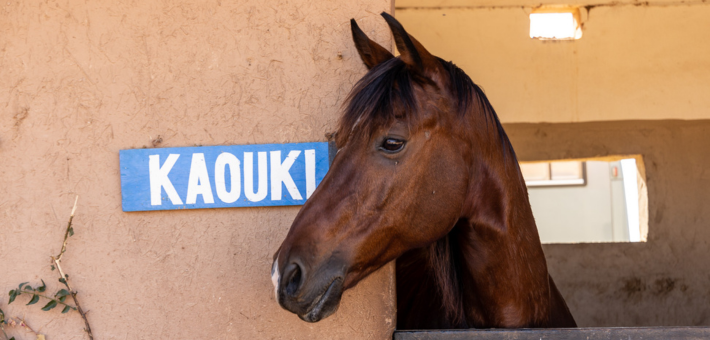 Séjour bien-être, multi-activités et connexion au cheval sur la côte marocaine - Zen&go