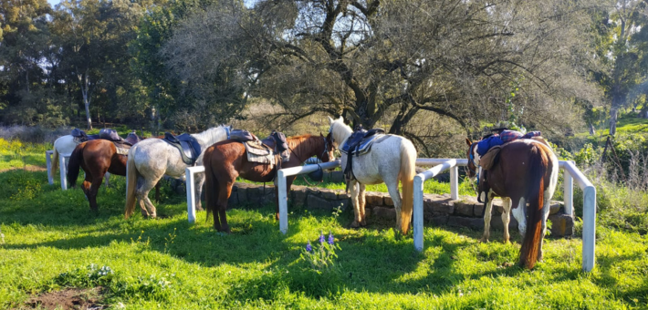 Randonnée à cheval le Tour d