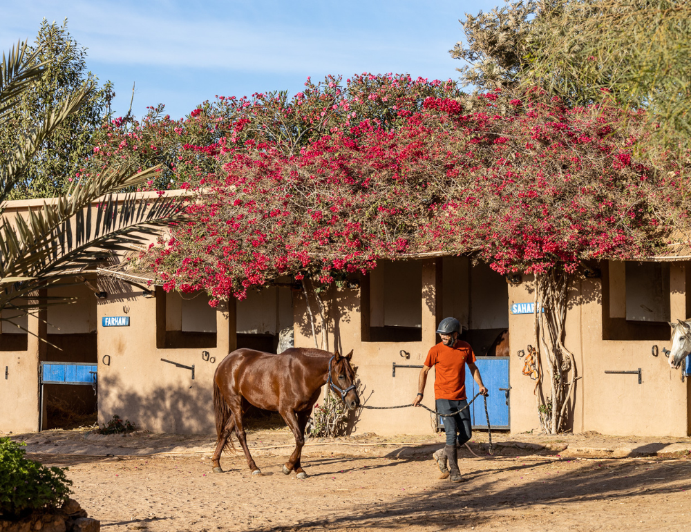 Séjour relation au Cheval, bien-être et multi-activités sur la côte marocaine