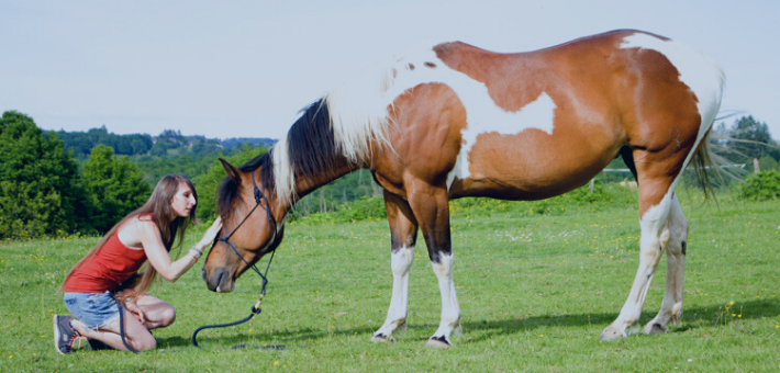 Séjour thérapie, méditation et bien-être pour le cheval