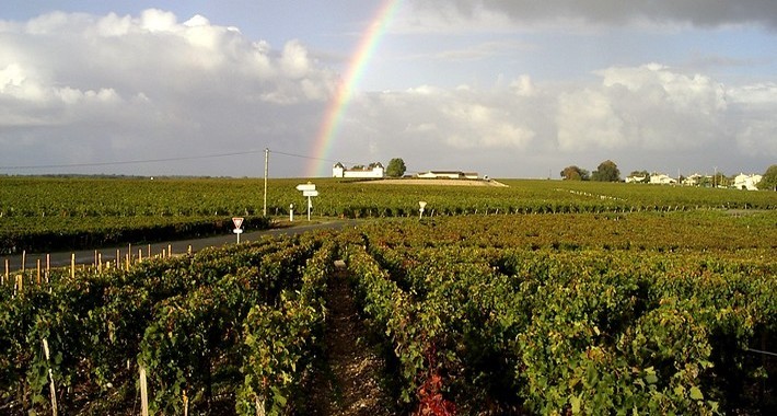 Randonnée équestre à travers les grands vins de Bordeaux