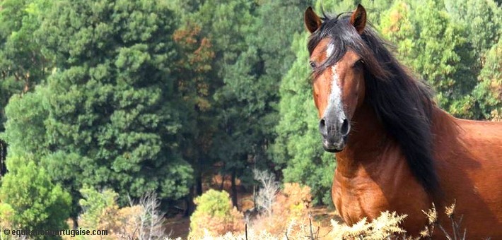 Portugal authentique, randonnée équestre au pays des chevaux Garranos - Caval&go