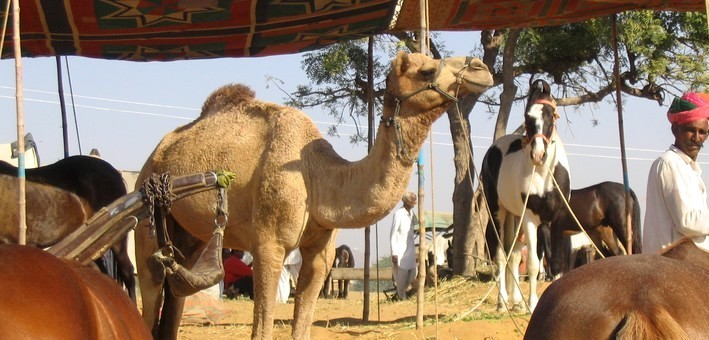 Randonnée équestre en Inde et fête traditionelle de Nagaur - Caval&go