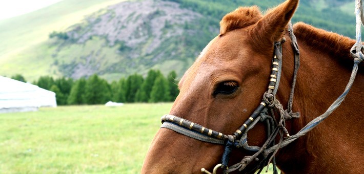 Trek à cheval en Mongolie dans le Khentii