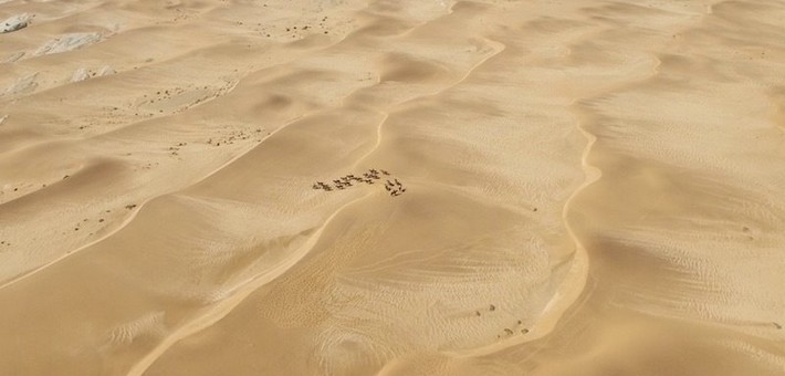 Randonnée à cheval sportive et galop dans le désert du Namib - Caval&go