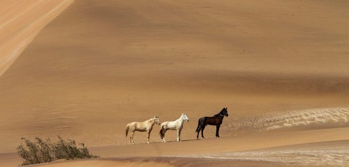 Randonnée à cheval sportive et galop dans le désert du Namib - Caval&go