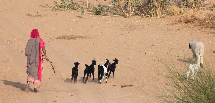 Randonnée à cheval dans le désert du Shekhawati en Inde - Caval&go