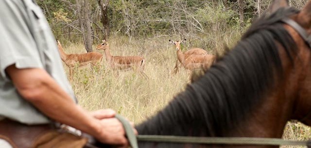 Safari à cheval de l