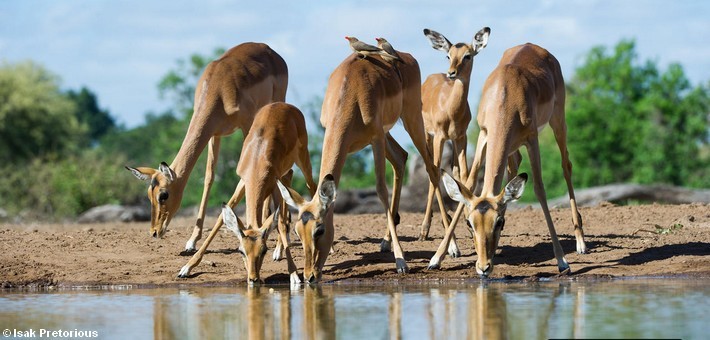 Safari à cheval au Botswana en itinérance