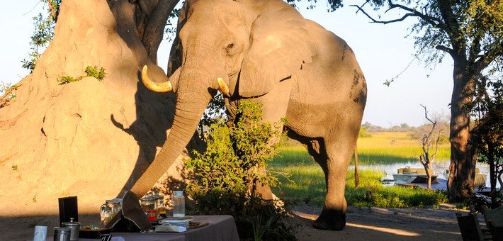 Safari à cheval au Botswana