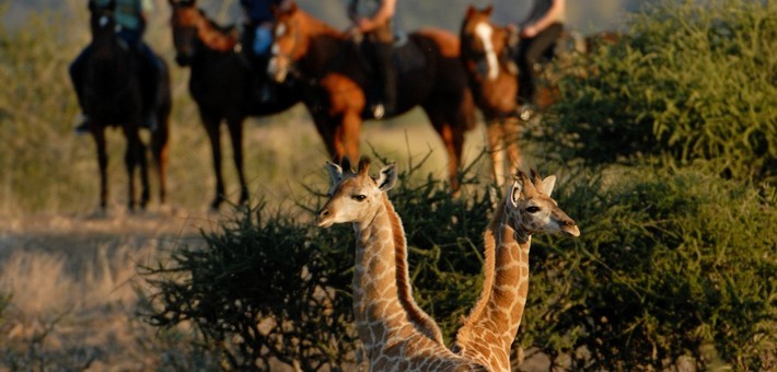 Safari à cheval de l