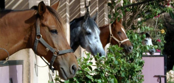 Séjour initiation à la randonnée équestre en ranch sur la côte au Maroc